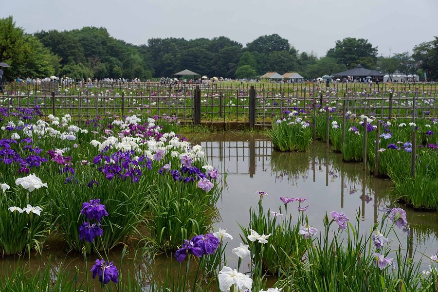 北山公園の菖蒲苑