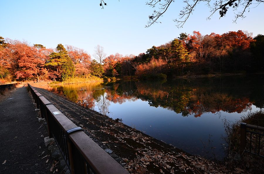 都立狭山自然公園の宅ちゃん池