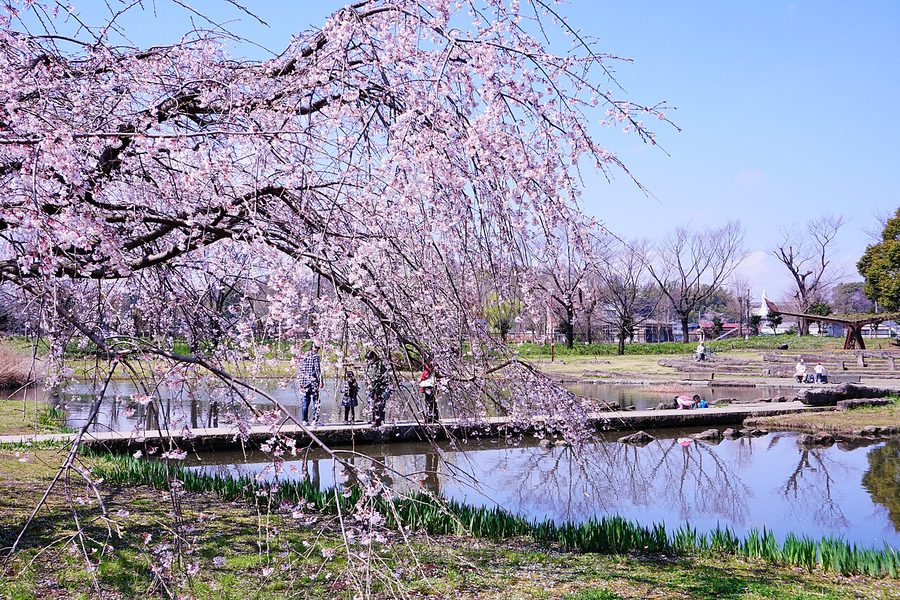 金山緑地公園のシダレザクラ