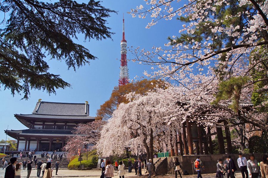 春の増上寺と東京タワー