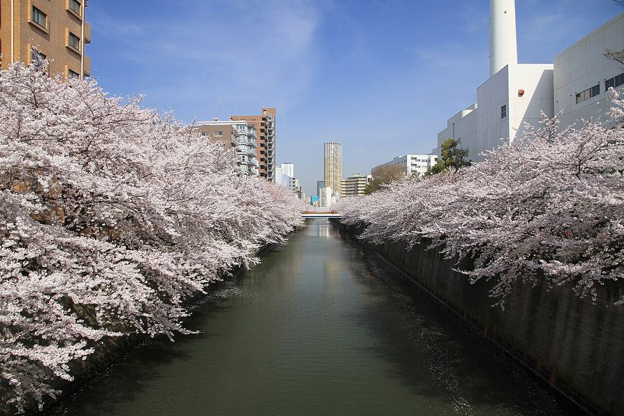 田道橋付近の目黒川と桜並木