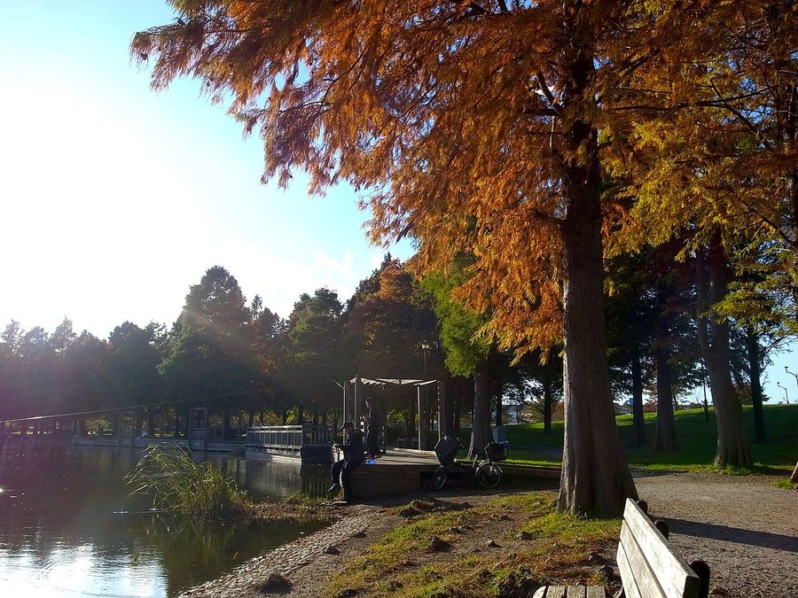 舎人公園の紅葉