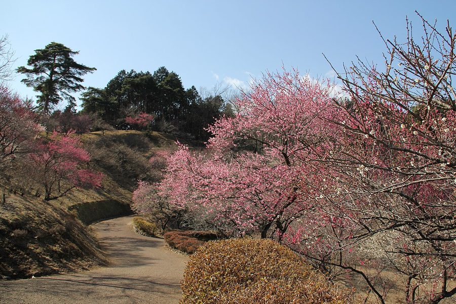 梅の公園