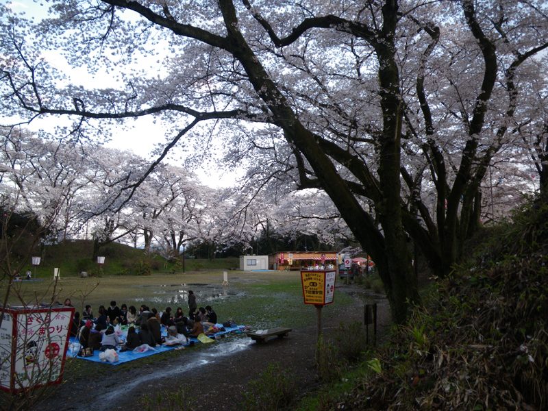 大田原城址公園の桜