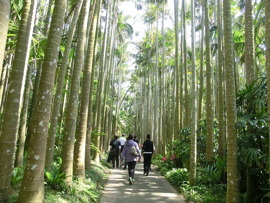 東南植物楽園のヤシの木路