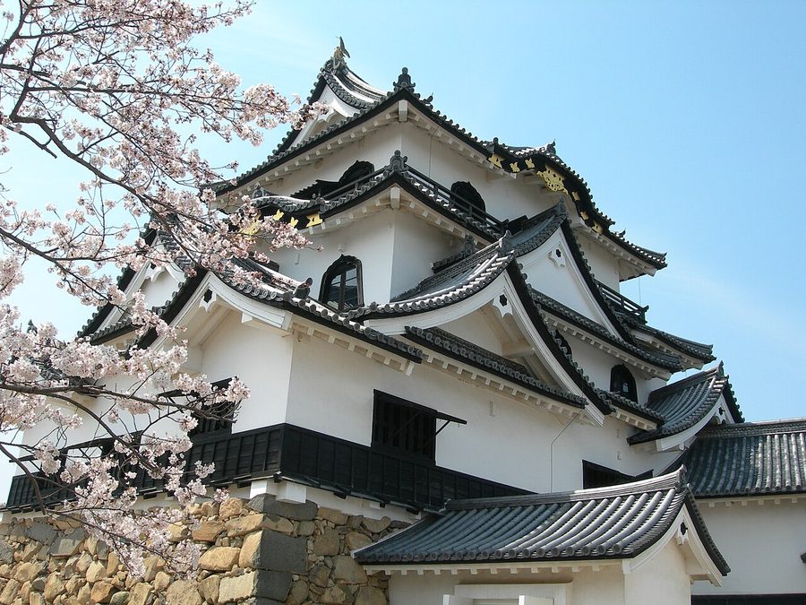 彦根城天守閣と桜