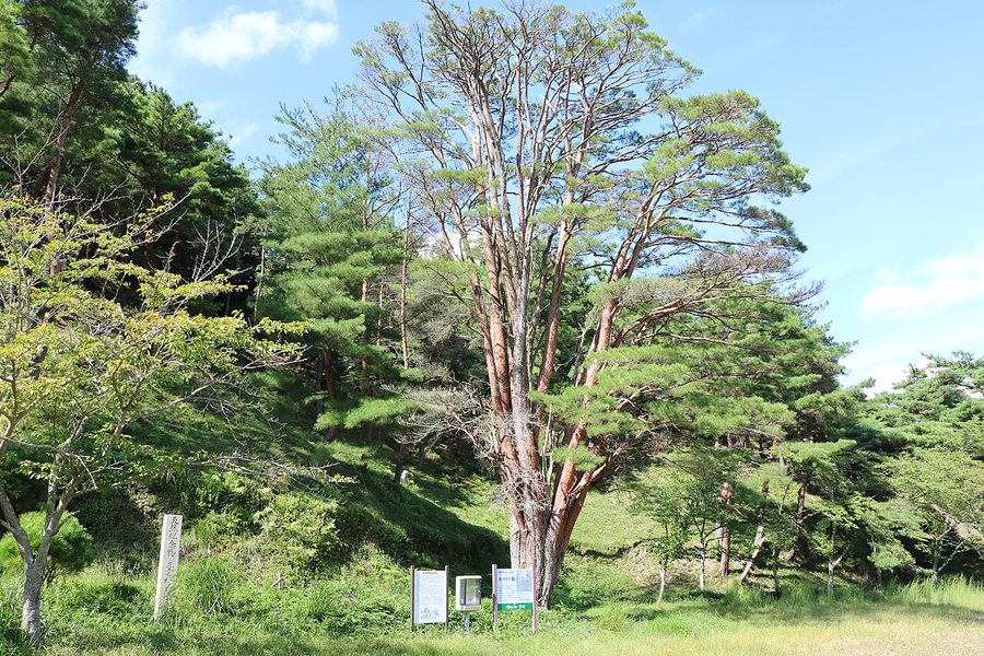 平松のウツクシマツ自生地