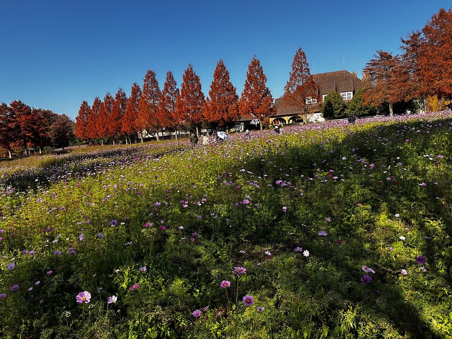 ブルーメの丘のコスモス畑