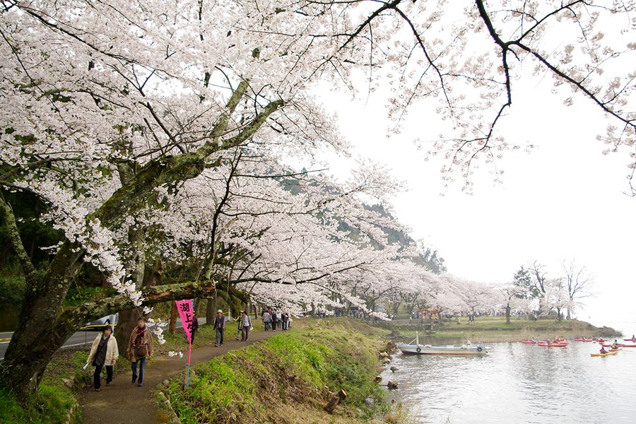 海津大崎の桜並木