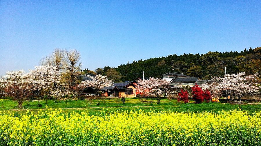 農村の風景