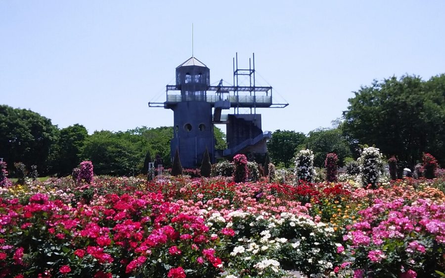 熊本県農業公園の花畑と展望塔