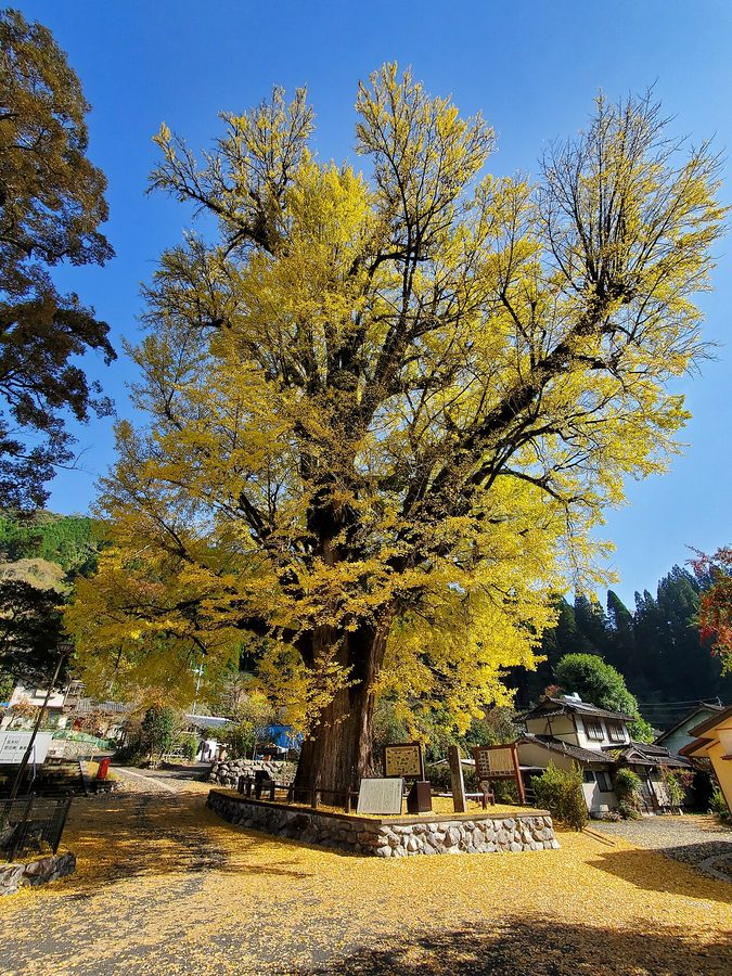 宮園の大イチョウ