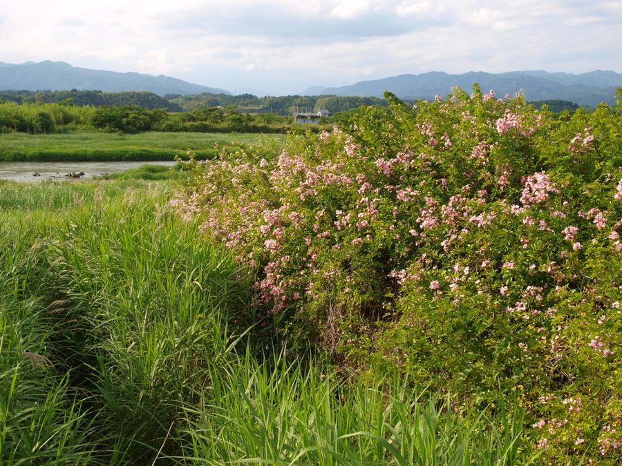 球磨川の岸辺に咲くツクシイバラ