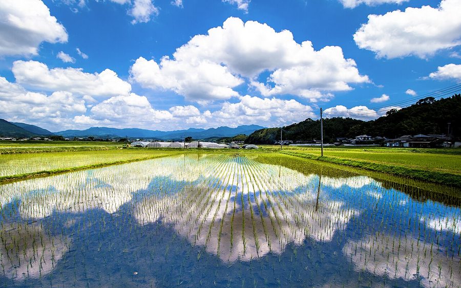 菊池市の水田