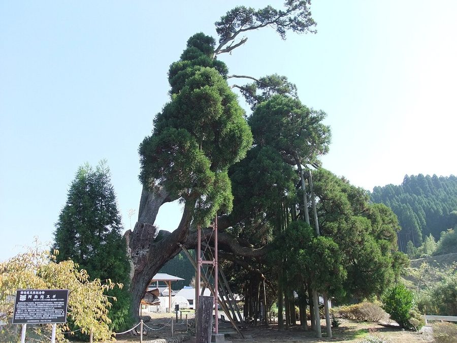 阿弥陀杉