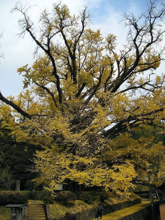 下城のイチョウ