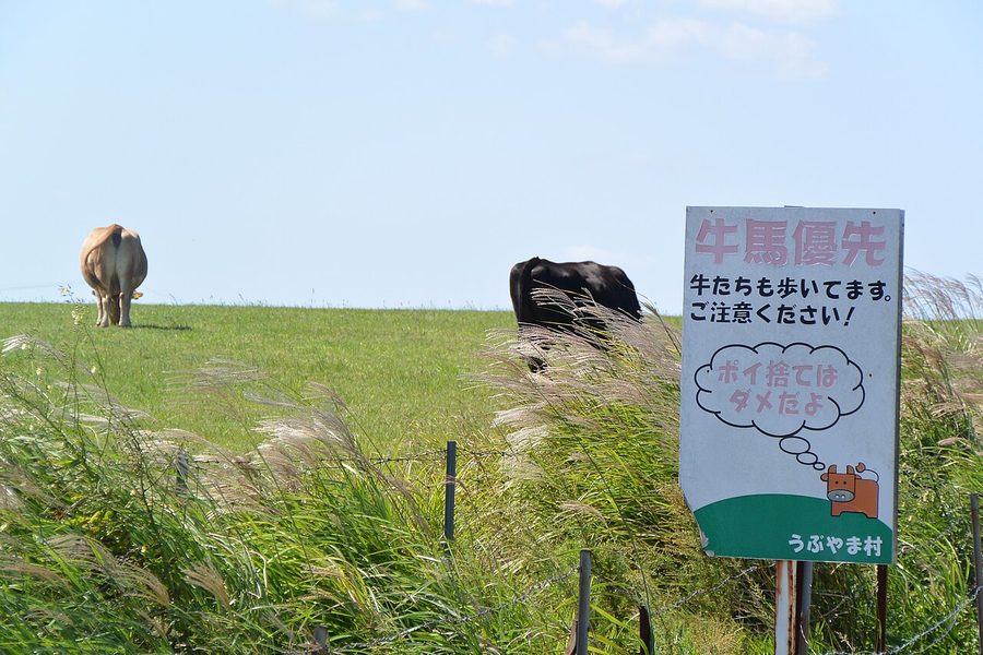 村内の牧野風景