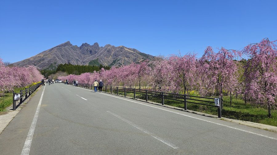 根子岳と桜街道