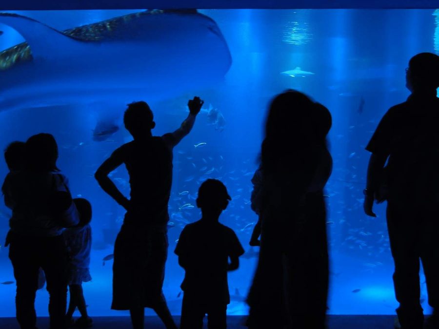 のとじま水族館のジンベイザメの展示