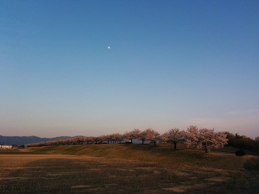 手取川右岸の桜並木