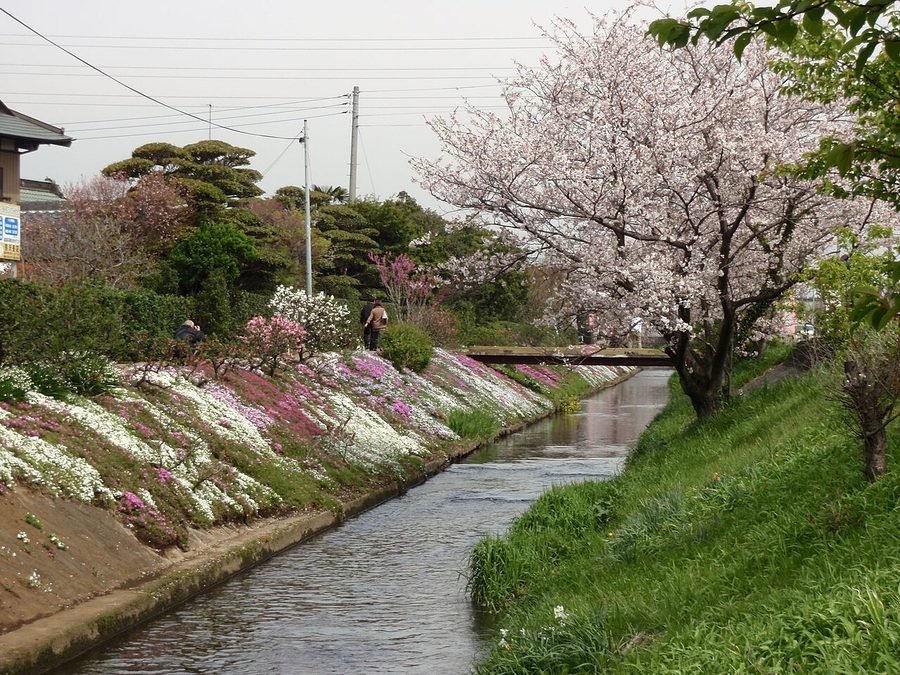 渋田川沿いの芝桜