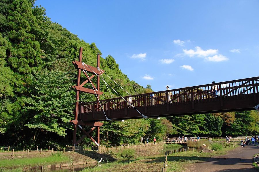 泉の森の木橋