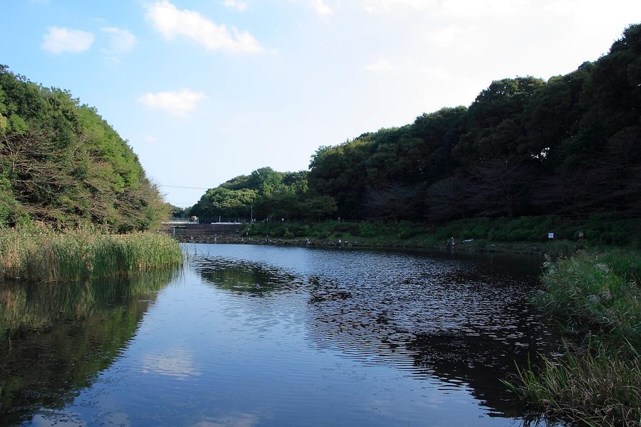 泉の森公園の池