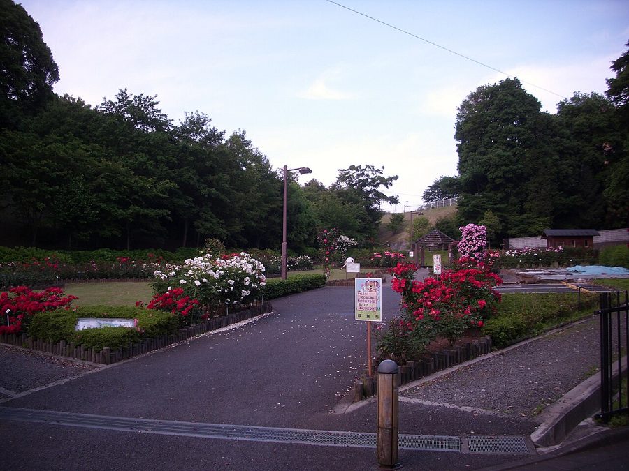 城山公園の薔薇園