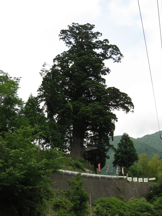 箒杉