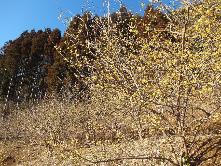 松田町寄（やどりき）のロウバイ園に咲くロウバイの花