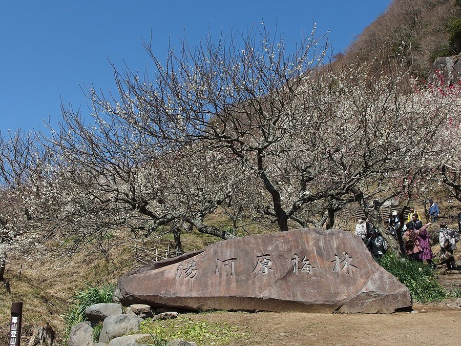 湯河原梅林