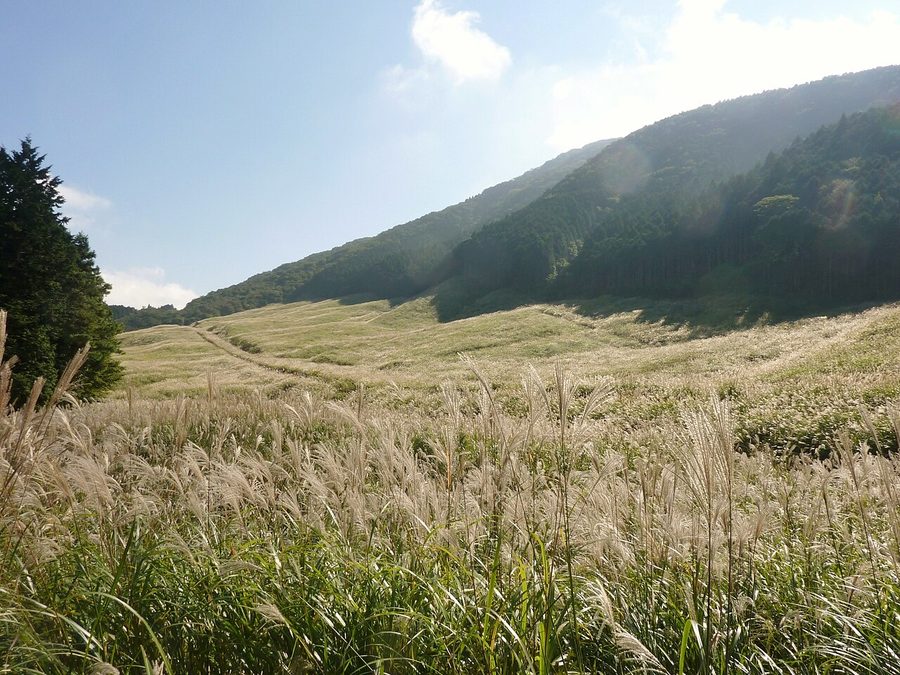 仙石原のすすき草原