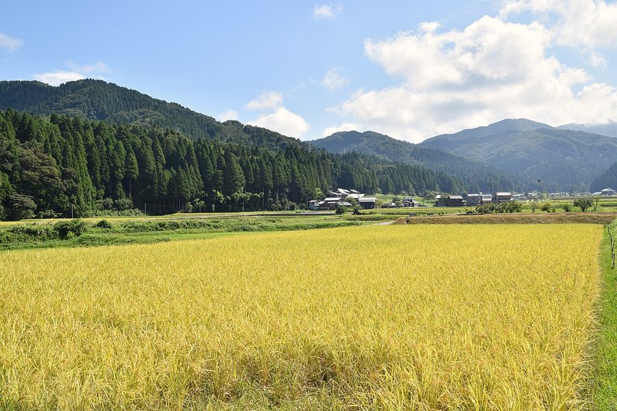 永平寺町内の水田地帯