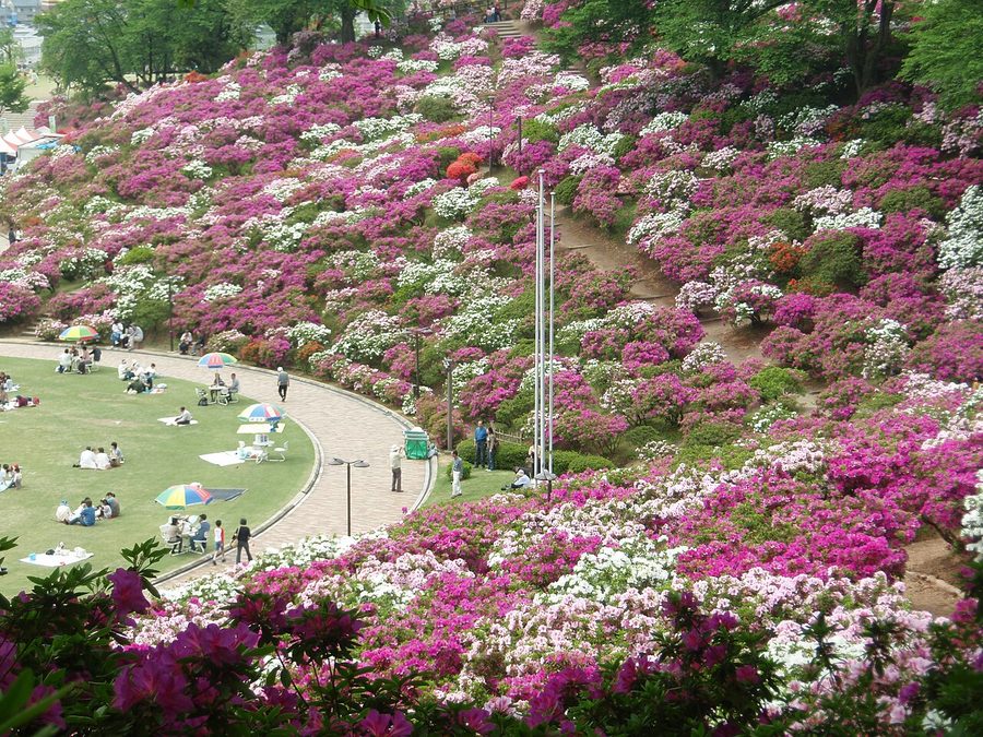 西山公園のツツジ
