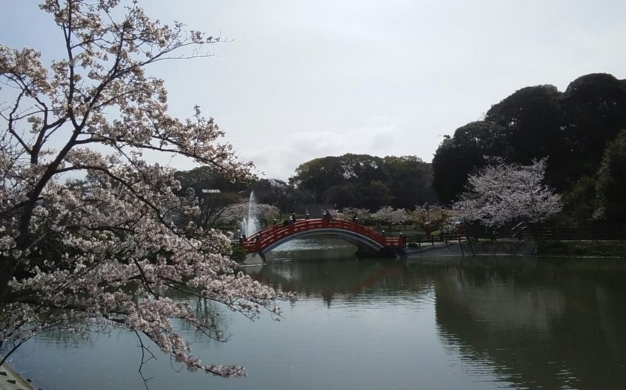 垣生公園の桜と朱色の太鼓橋