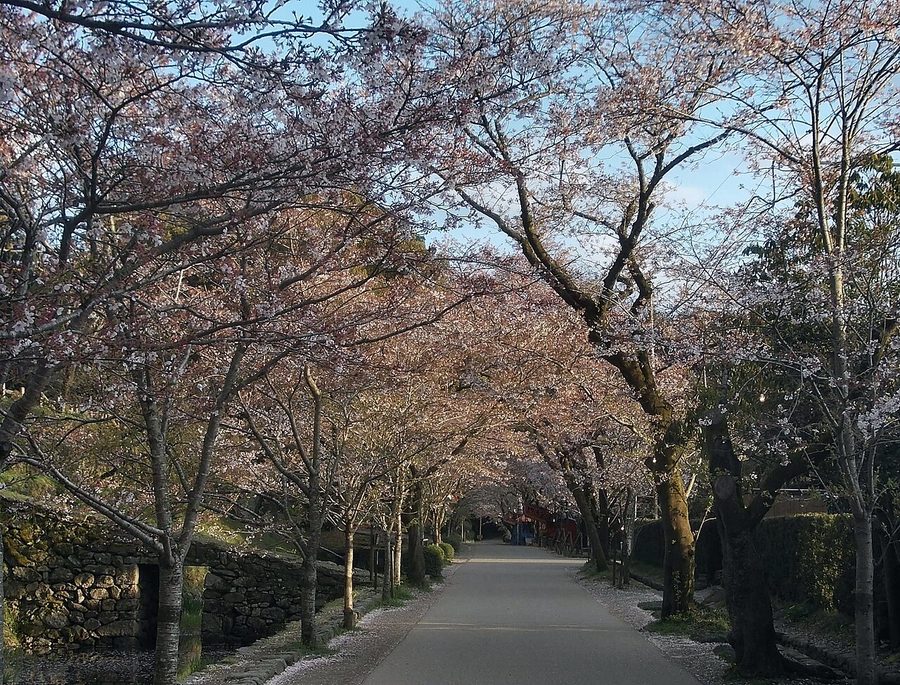秋月杉の馬場の桜並木