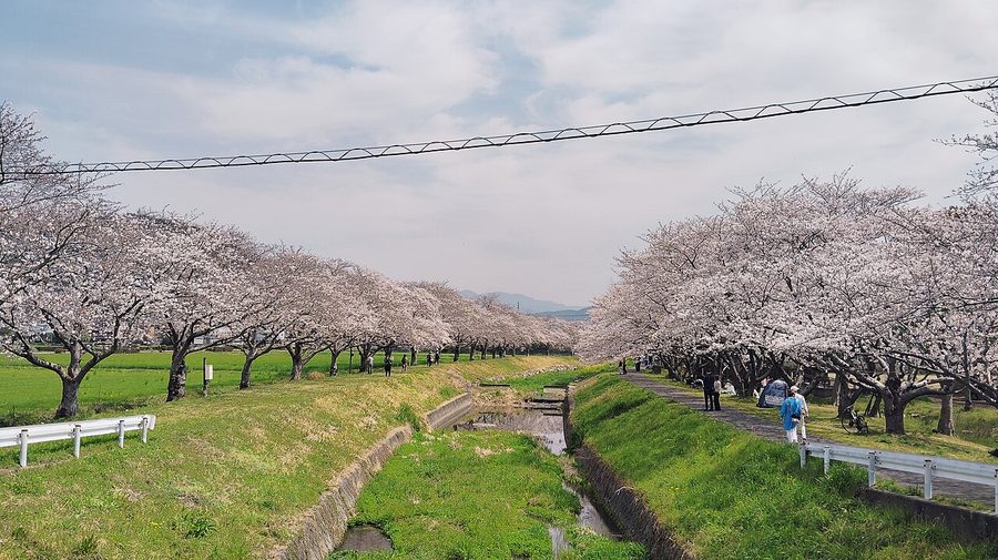 草場川の桜並木と菜の花