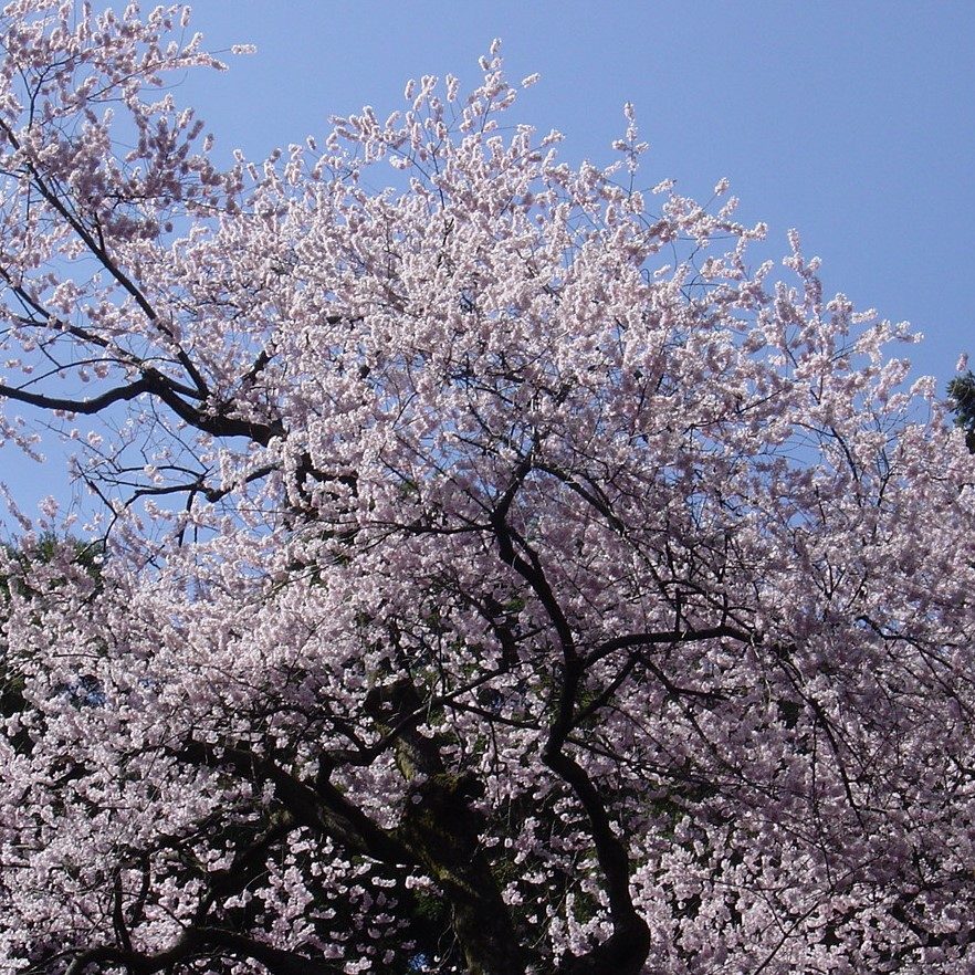 虎尾桜