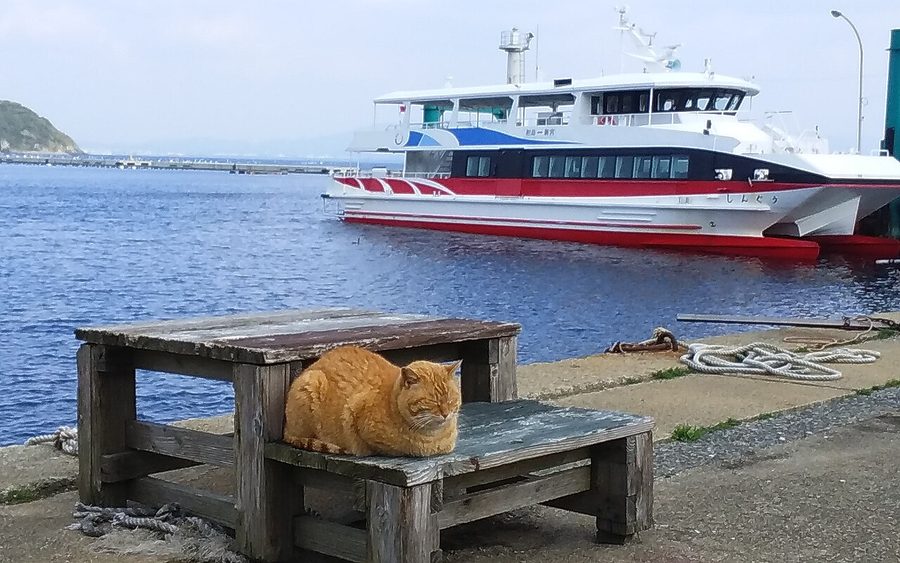 相島の猫