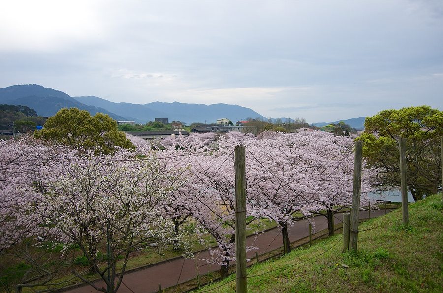駕与丁公園の桜並木