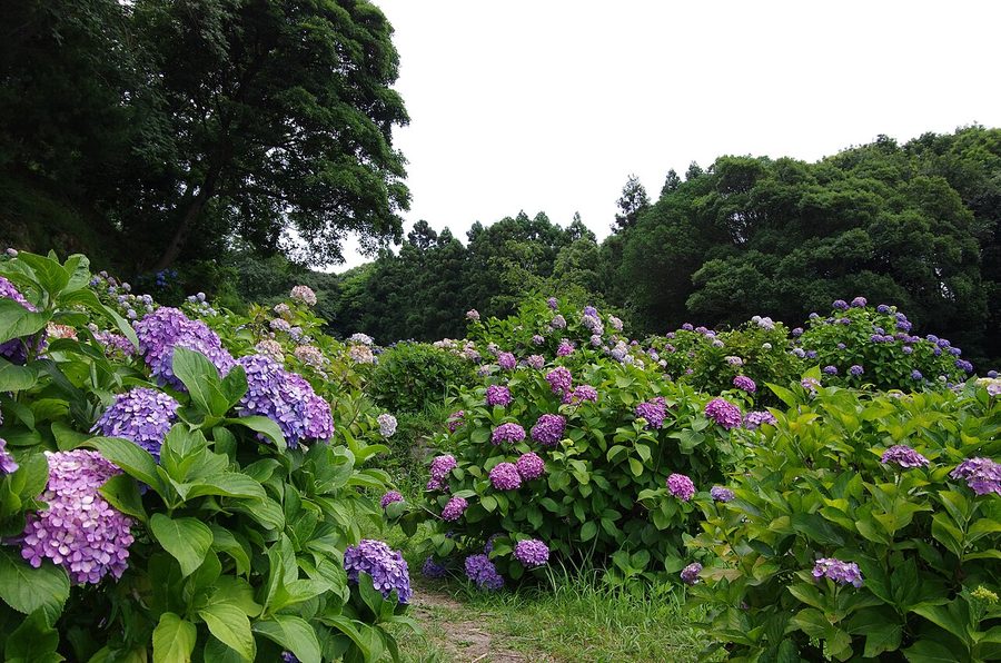 皿山公園のあじさい
