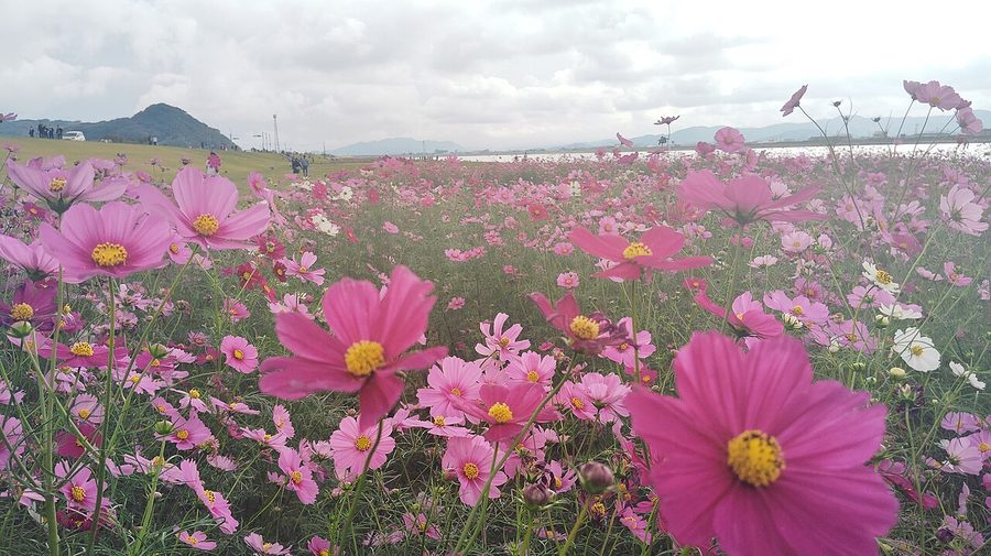 遠賀川右岸のコスモス