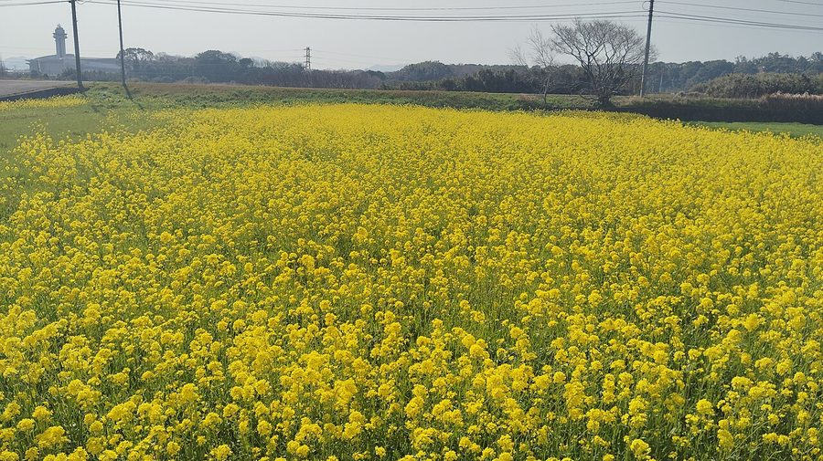 菜の花畑