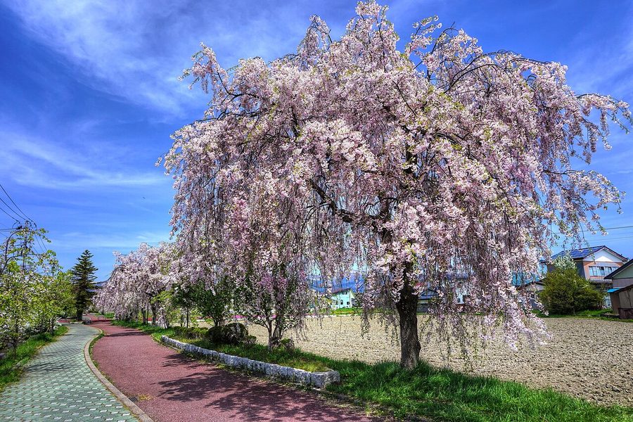 日中線記念自転車歩行者道のしだれ桜
