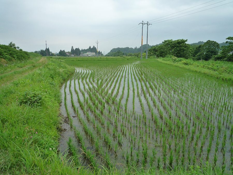 会津美里町の水田