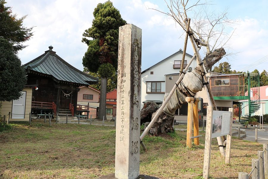 馬場ザクラ