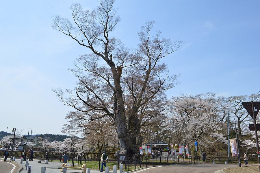 棚倉城跡の大ケヤキ