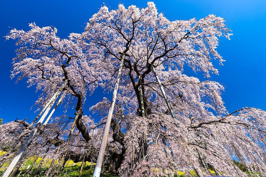 三春滝桜