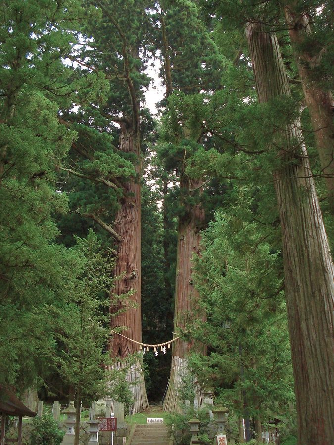 諏訪神社の翁杉・媼杉