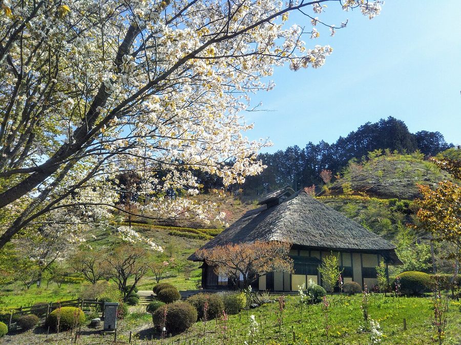 白河関の森公園の茅葺き民家と桜